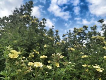 Close-up of flowering plants on field against sky