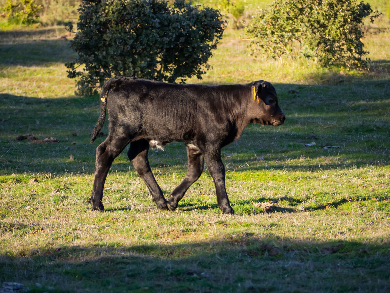 SIDE VIEW OF HORSE WALKING ON GRASS