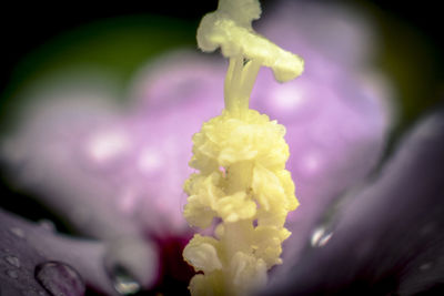 Close-up of yellow flowering plant