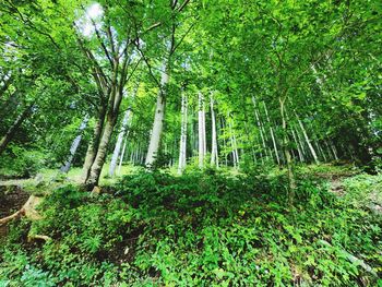 Trees in forest