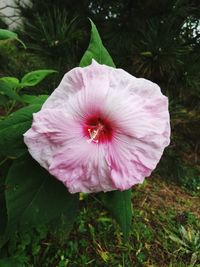 Close-up of pink hibiscus blooming outdoors