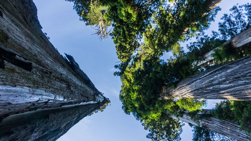 Looking up at redwood trees