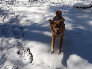 High angle portrait of dog in snow