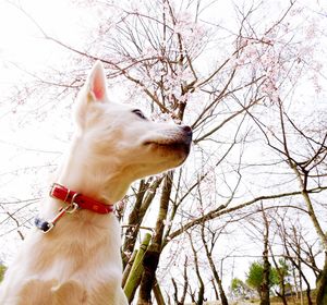 Close-up of dog