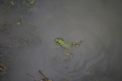 Frog swimming in pond