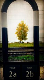 Trees on grassy field