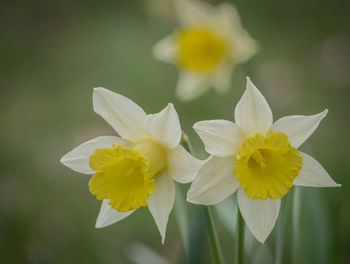 Close-up of flowers