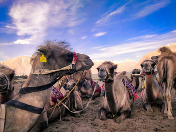 Panoramic view of horse cart on land