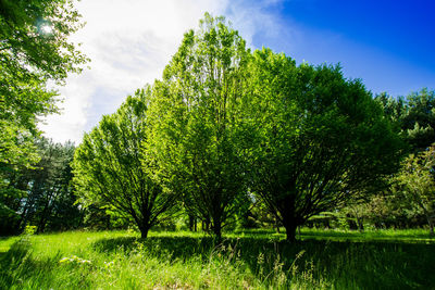 Trees on landscape against sky