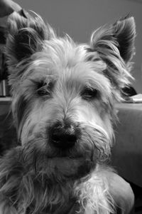 Close-up portrait of dog