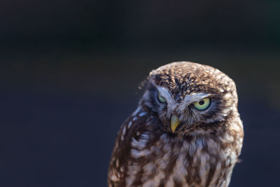 Close-up of a bird