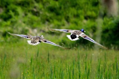 Ducks flying above field