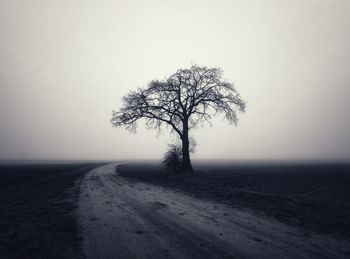 Bare tree on field against sky