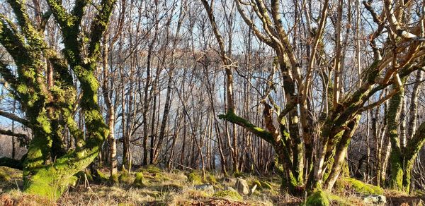 Plants growing on land in forest