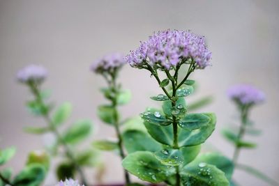 Close-up of purple flowering plant