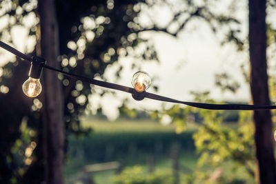 Low angle view of light bulb hanging on tree