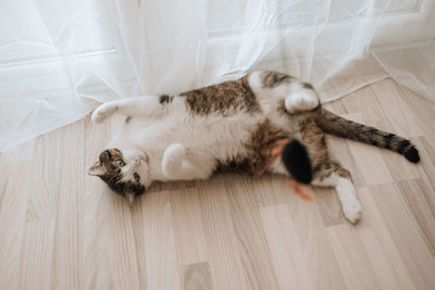cat