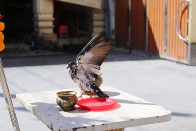 View of a bird on the table