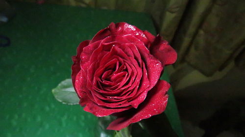 Close-up of wet red rose blooming outdoors