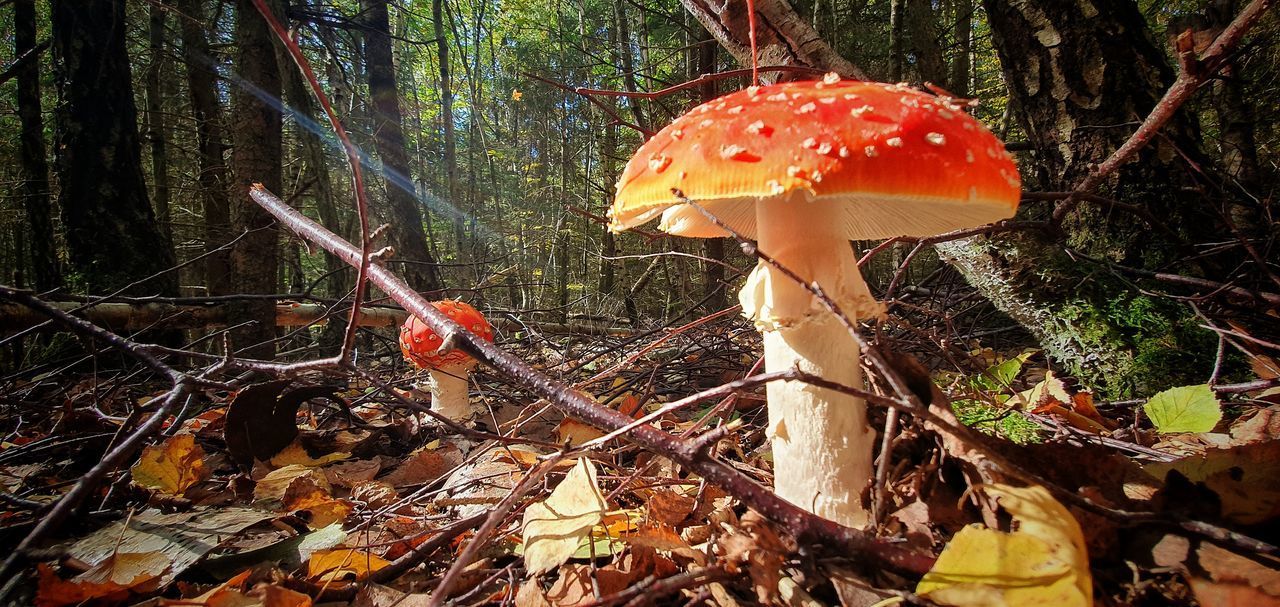 CLOSE-UP OF FLY MUSHROOM IN FOREST