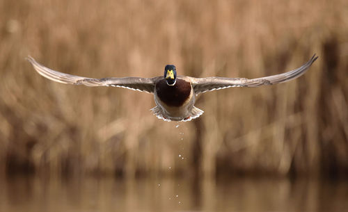 Close-up of bird flying