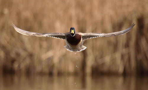 Close-up of duck flying
