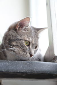 Close-up portrait of cat