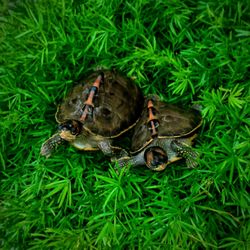 High angle view of tortoise in grass