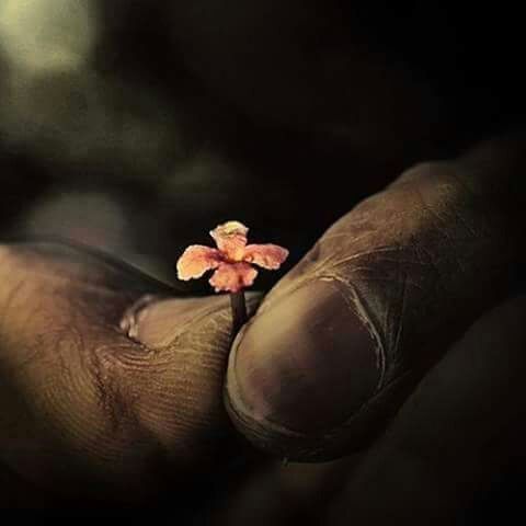 person, close-up, flower, part of, cropped, holding, freshness, human finger, fragility, focus on foreground, petal, indoors, unrecognizable person, selective focus, nature, one animal, flower head