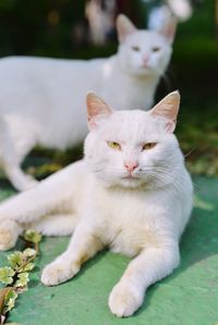 Close-up portrait of cat