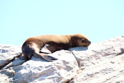 Sea lion on rock against clear sky