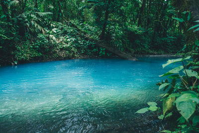 Scenic view of river amidst trees in forest