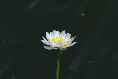 Close-up of white daisy flower