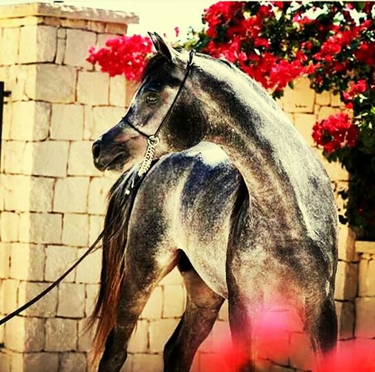 one animal, animal themes, flower, domestic animals, red, mammal, close-up, pets, animal head, no people, outdoors, day, sunlight, built structure, horse, pink color, animal body part, plant, wall - building feature, low angle view