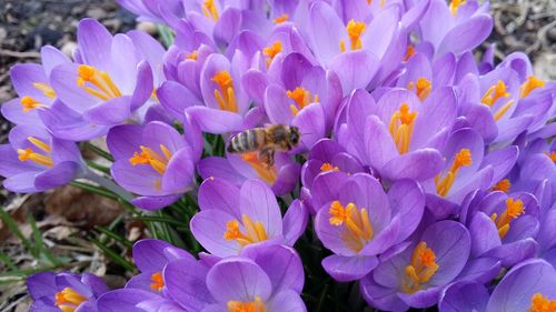 Close-up of purple crocus blooming outdoors