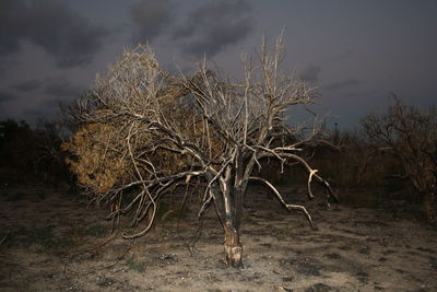 Bare tree against sky