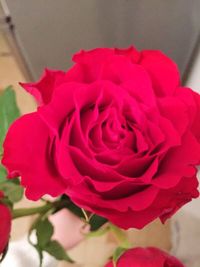 Close-up of pink rose