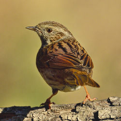 Close-up of bird perching