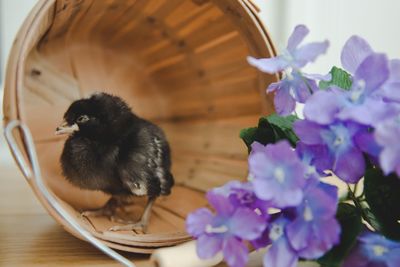 Close-up of chicken in a bucket by purple flowers