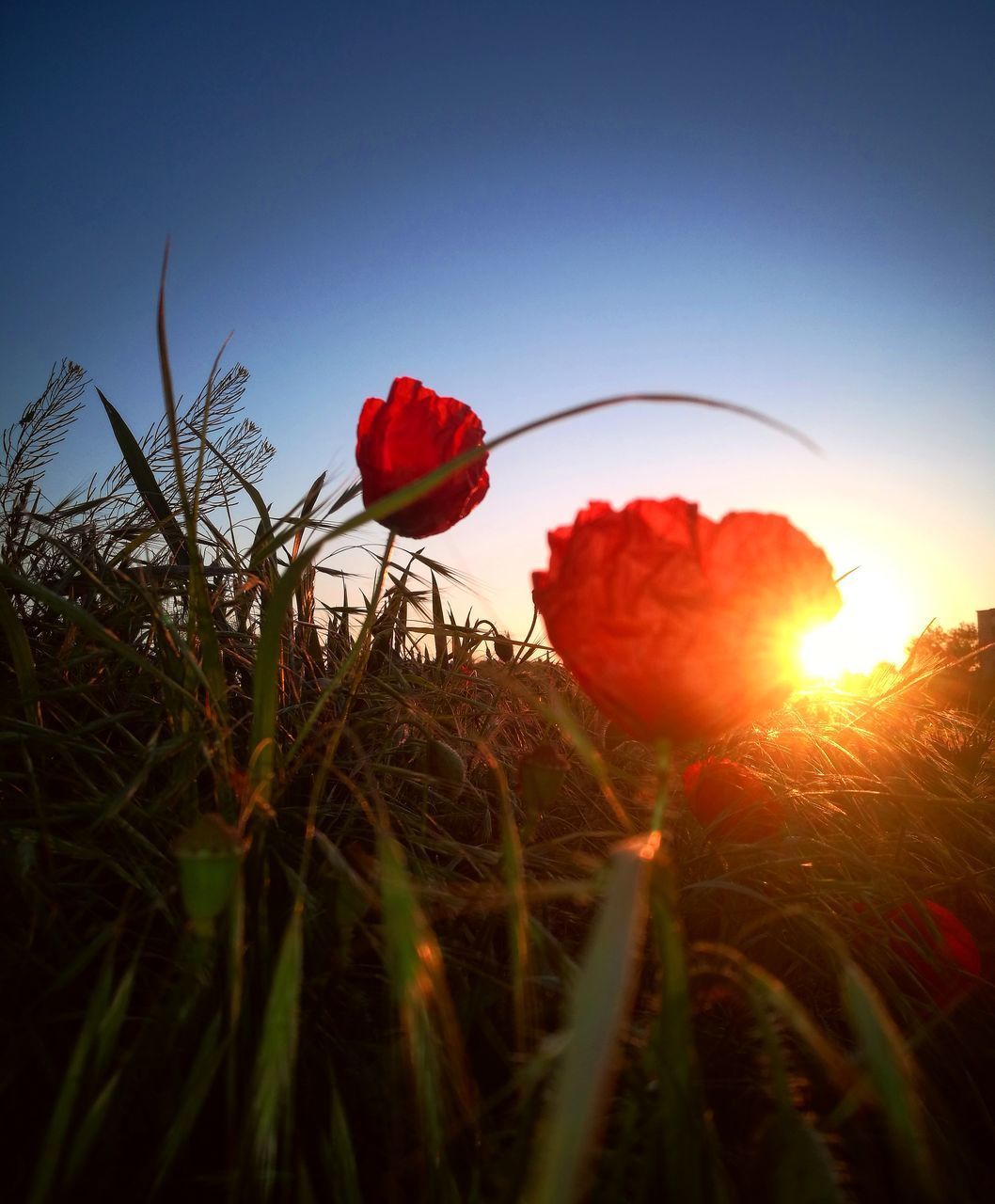 CLOSE-UP OF RED POPPY FLOWERS AGAINST SKY