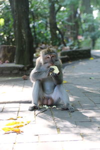 Monkey sitting on wood