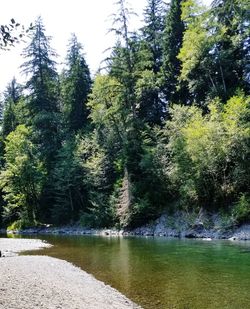 Scenic view of lake in forest against sky