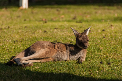 Joey lying on grassy field during sunny day