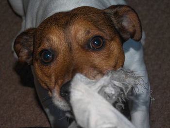 High angle portrait of puppy sitting