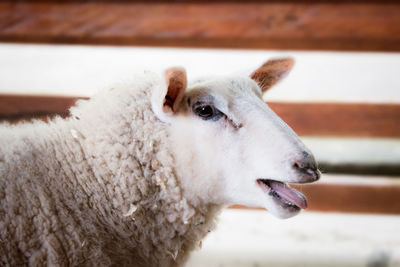 Close-up portrait of sheep