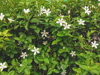 High angle view of flowering plants on field