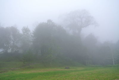 Trees on landscape against sky during foggy weather