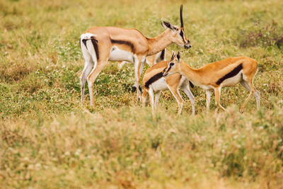 Impala antelope grazing on field