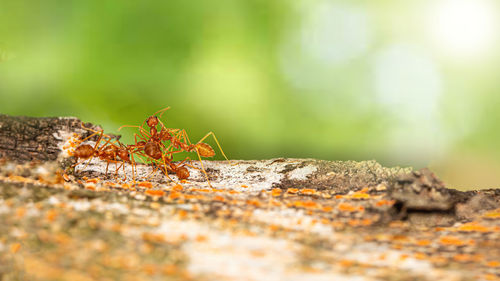 Fire ant on branch in nature ,selection focus only on some points in the image.