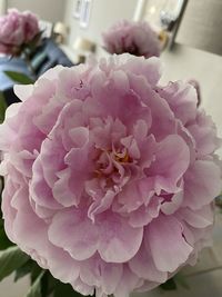 Close-up of pink dahlia flower